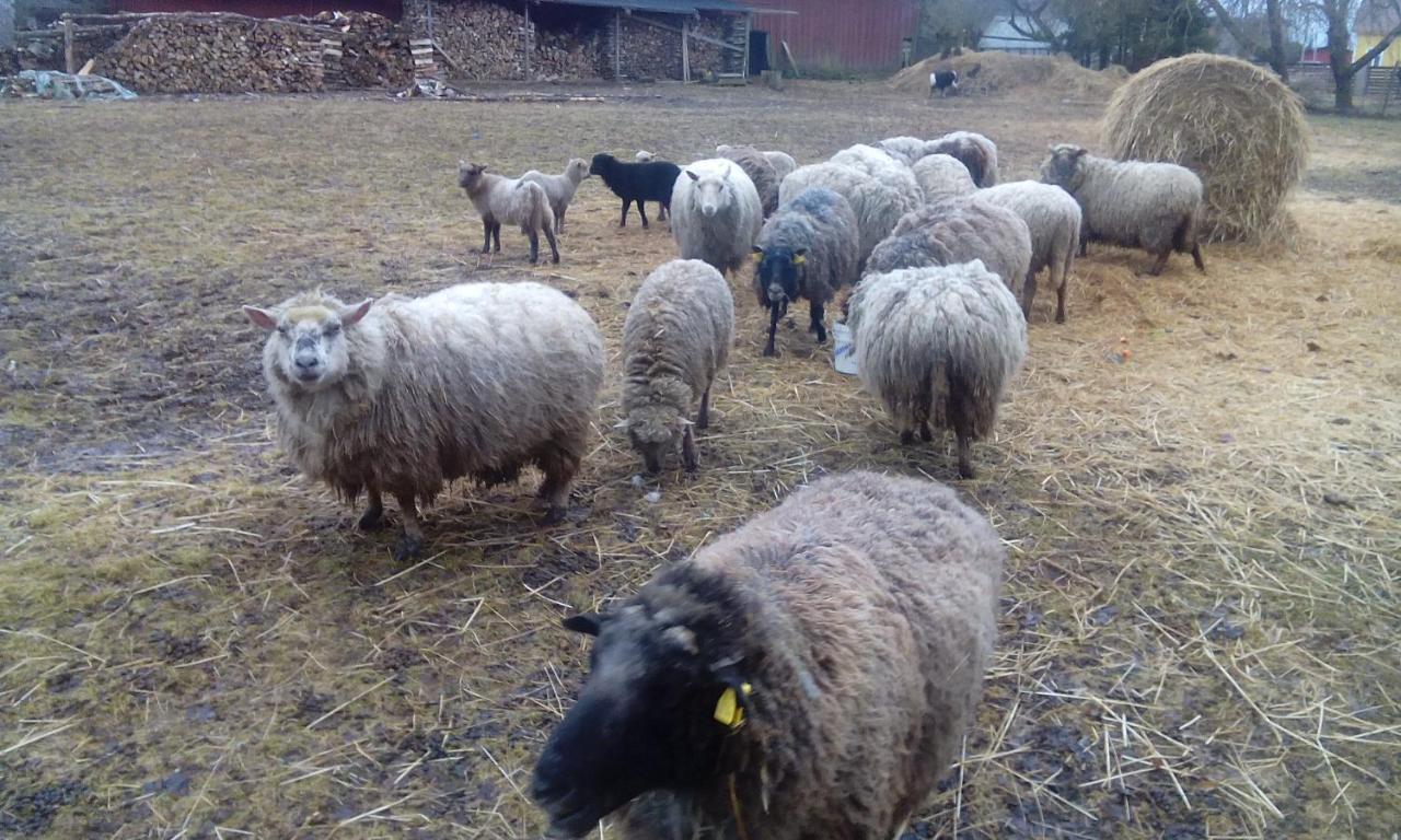 Appartamento Kortsitalu Kuelalistemaja Kopu  Esterno foto